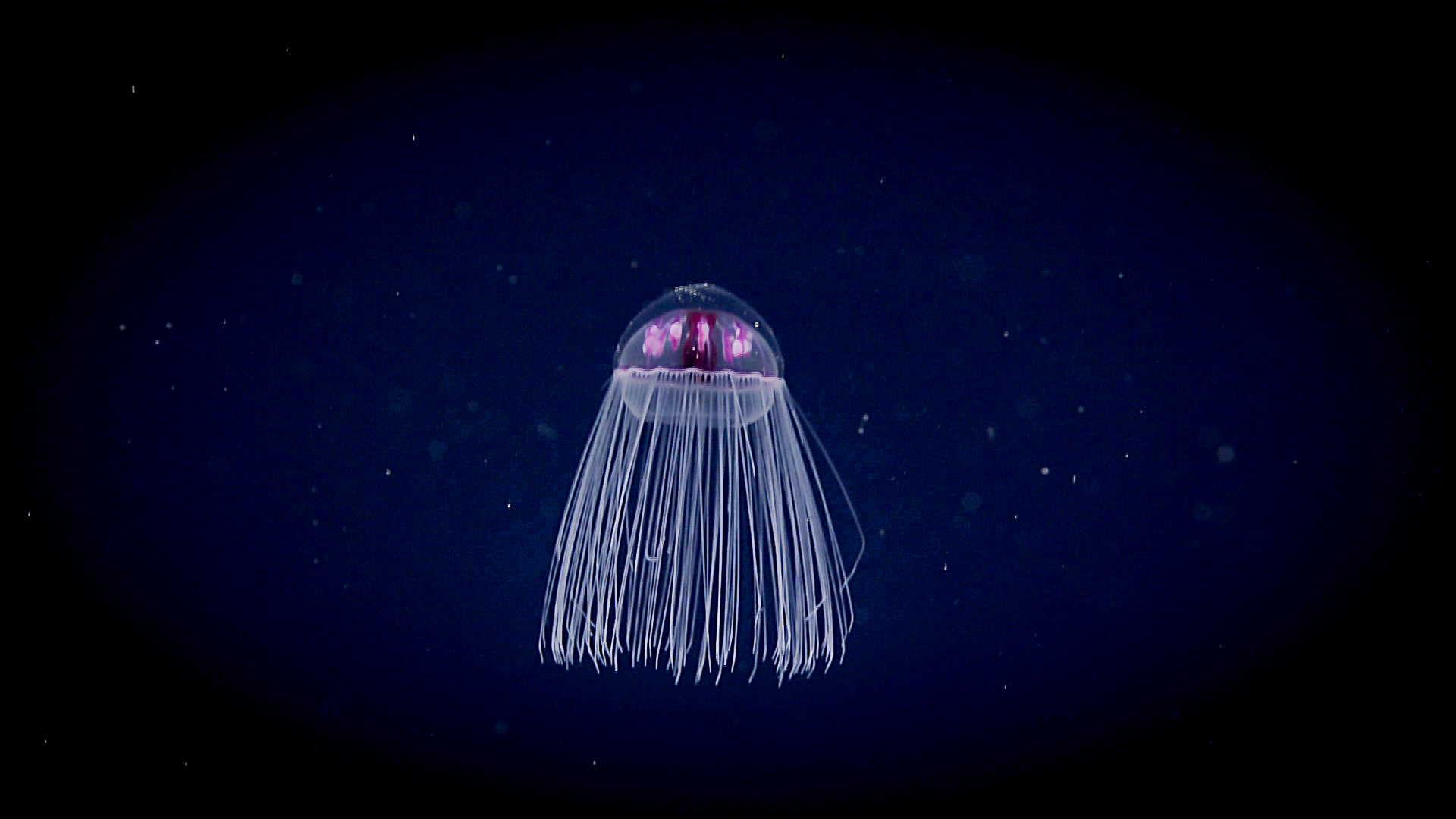 A jellyfish observed during deep-sea exploration